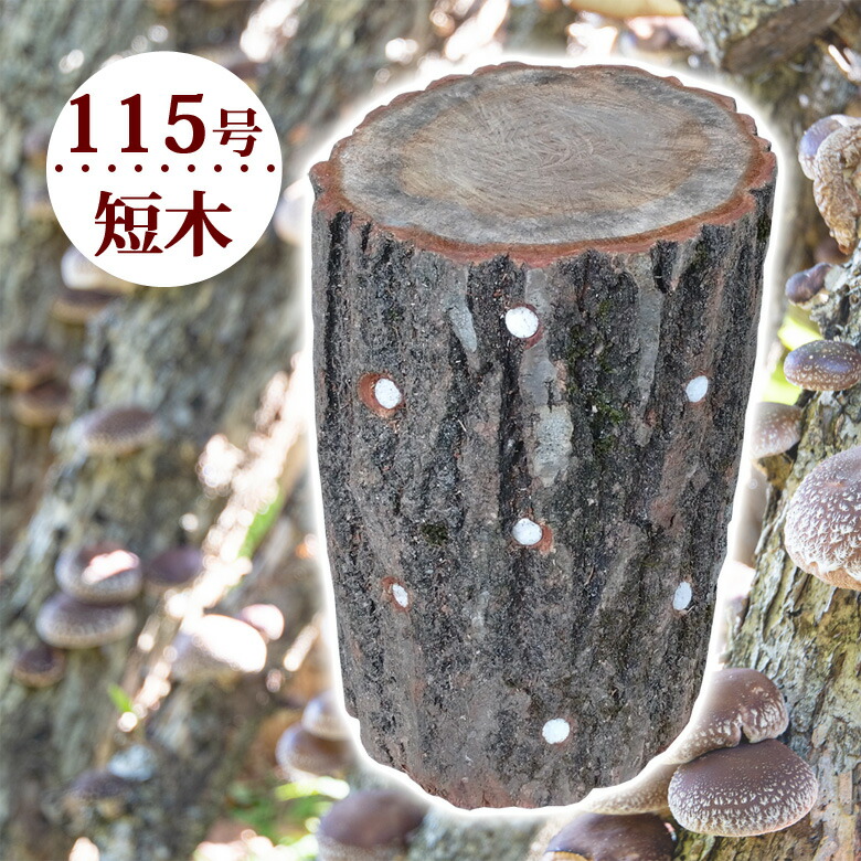 しいたけ ホダ木 30本　コマうち済み ホダ木 1本 約1m ナラ材 原木栽培 ほだ木 きのこ しいたけ 椎茸