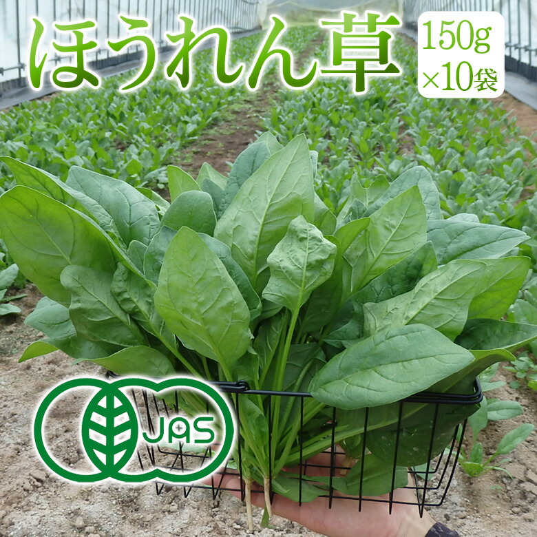 お取引中★特大肉厚ほうれん草10Kg 8895-932-
