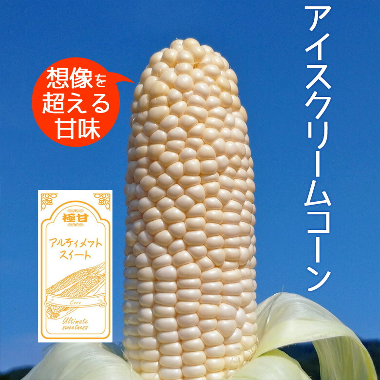 アイスクリームコーン ホワイトコーン 3kg（5～8本） 極甘 とうもろこし 農薬不使用 送料無料画像