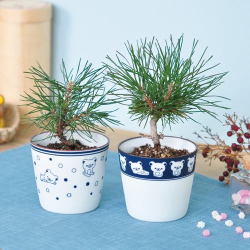 楽天市場 リラックマ 黒松盆栽栽培セット ふち輪線 Bonsai 聖新陶芸 ギフト 景品 観葉植物 ガーデニング ギフト Arune 仮装雑貨のお店あるね