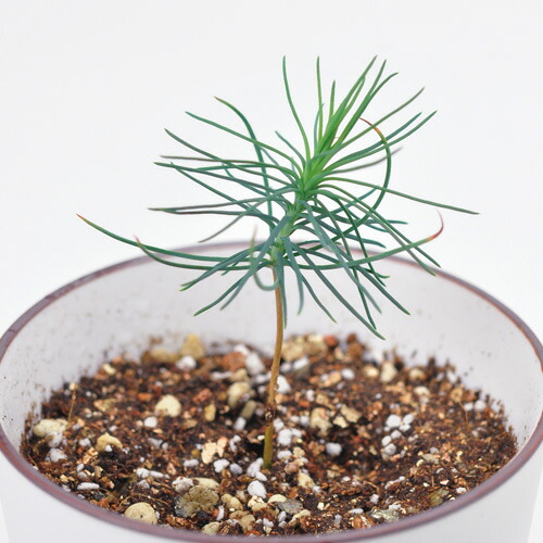 楽天市場 リラックマ 黒松盆栽栽培セット 水玉ちらし Bonsai 聖新陶芸 ギフト 景品 観葉植物 ガーデニング ギフト Arune 仮装雑貨のお店あるね