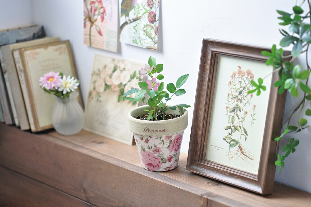 楽天市場 クラシックローズ ミニバラ栽培セット 薔薇栽培キット 観葉植物 ガーデニング 聖新陶芸 ギフト Arune 仮装雑貨のお店あるね