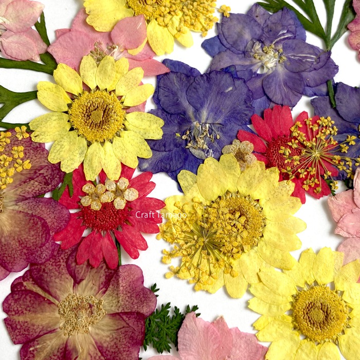 楽天市場 1セット 押し花セット A パープル系 葉 紫 青 ハーバリウム レジン ドライフラワー プリザーブド 押花 スマホケース ノースポール アクセサリー パーツ 材料 卸 ハンドメイド 手芸 Craft Tamago クラフトタマゴ