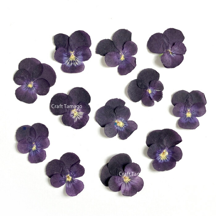 楽天市場 12枚 押花 ビオラ D パープル ドライフラワー パンジー 押し花 レジン お花 封入素材 フラワー 紫 ムラサキ 資材 アクセサリーパーツ 手作り 材料 ハンドメイド 卸 手芸 Craft Tamago クラフトタマゴ
