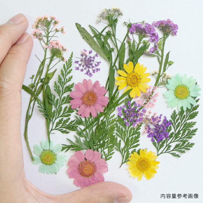 楽天市場 1セット 押し花セット C カラフル草花 葉 レジン ドライフラワー プリザーブド 押花 スマホケース ノースポール ハーバリウム アクセサリー パーツ 材料 卸 ハンドメイド 手芸 手芸材料のお店 Craft Tamago