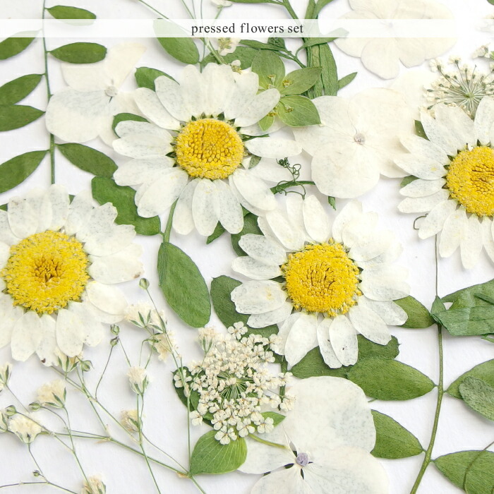 楽天市場 1セット 押し花セット F ホワイト系 白 緑 グリーン 葉っぱ レジン ドライフラワー プリザーブド 押花 ノースポール アソートパック 資材 アクセサリーパーツ 手作り 材料 ハンドメイド 卸 手芸 Craft Tamago クラフトタマゴ