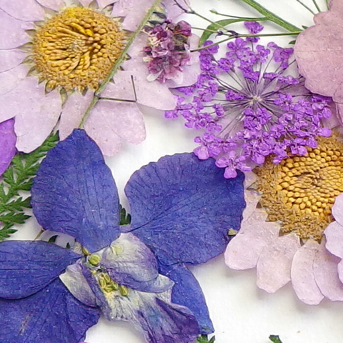 楽天市場 1セット 押し花セット G パープル系 紫 青 ブルー 緑 グリーン 葉っぱ レジン ドライフラワー プリザーブド 押花 ノースポール アソートパック 資材 アクセサリーパーツ 手作り 材料 ハンドメイド 卸 手芸 手芸材料のお店 Craft Tamago