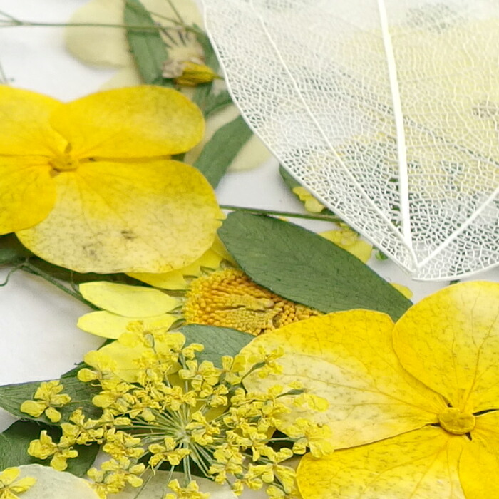 楽天市場 1セット 押し花セット H イエロー系 黄色 緑 グリーン 葉っぱ レジン ドライフラワー プリザーブド 押花 ノースポール アソートパック 資材 アクセサリーパーツ 手作り 材料 ハンドメイド 卸 手芸 手芸材料のお店 Craft Tamago