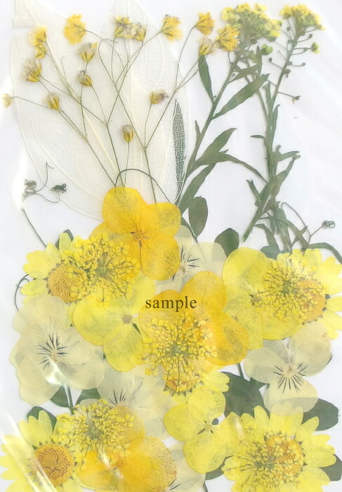 楽天市場 1セット 押し花セット H イエロー系 黄色 緑 グリーン 葉っぱ レジン ドライフラワー プリザーブド 押花 ノースポール アソートパック 資材 アクセサリーパーツ 手作り 材料 ハンドメイド 卸 手芸 手芸材料のお店 Craft Tamago
