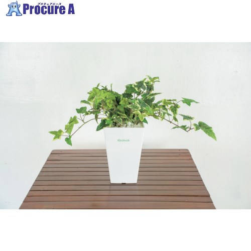 グリーンクロス 人工樹木/人工観葉植物 アイビー 6300028775 1個 ■▼412-7784 ※個人宅様送り不可
