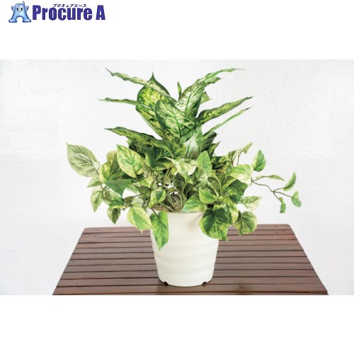 グリーンクロス 人工樹木/人工観葉植物 ディフェンバキア寄植 6300028770 1個 ■▼412-7792 ※個人宅様送り不可