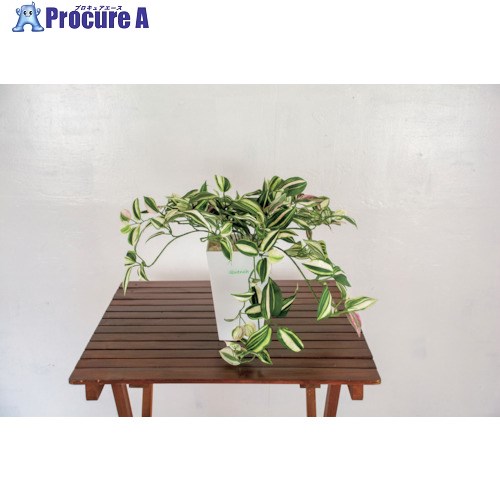 グリーンクロス 人工樹木/人工観葉植物 ワンダーリング 6300028772 1個 ■▼412-7799 ※個人宅様送り不可
