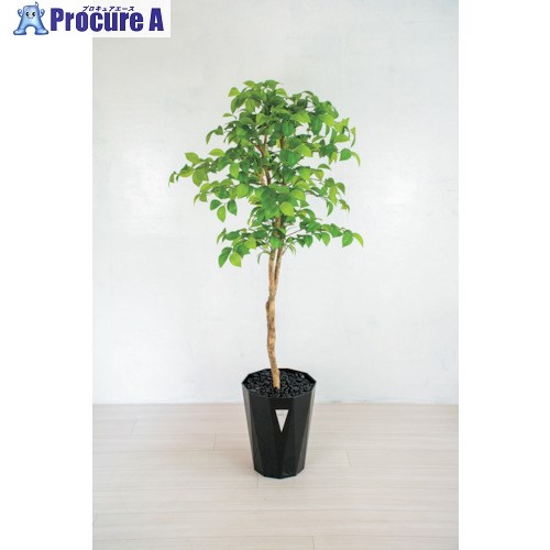 グリーンクロス 人工樹木/人工観葉植物 ナツツバキ 6300028784 1個 ■▼412-7809 ※個人宅様送り不可