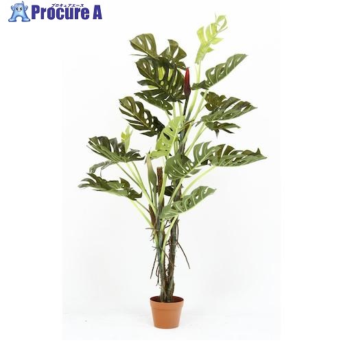 不二貿易 【在庫一掃セール】観葉植物 スプリット 22 52667 1個 ■▼543-0447