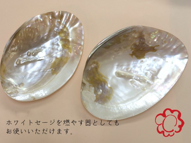 楽天市場】【池蝶貝/養殖/浄化皿/お買い得】シェル 皿 ケース キー