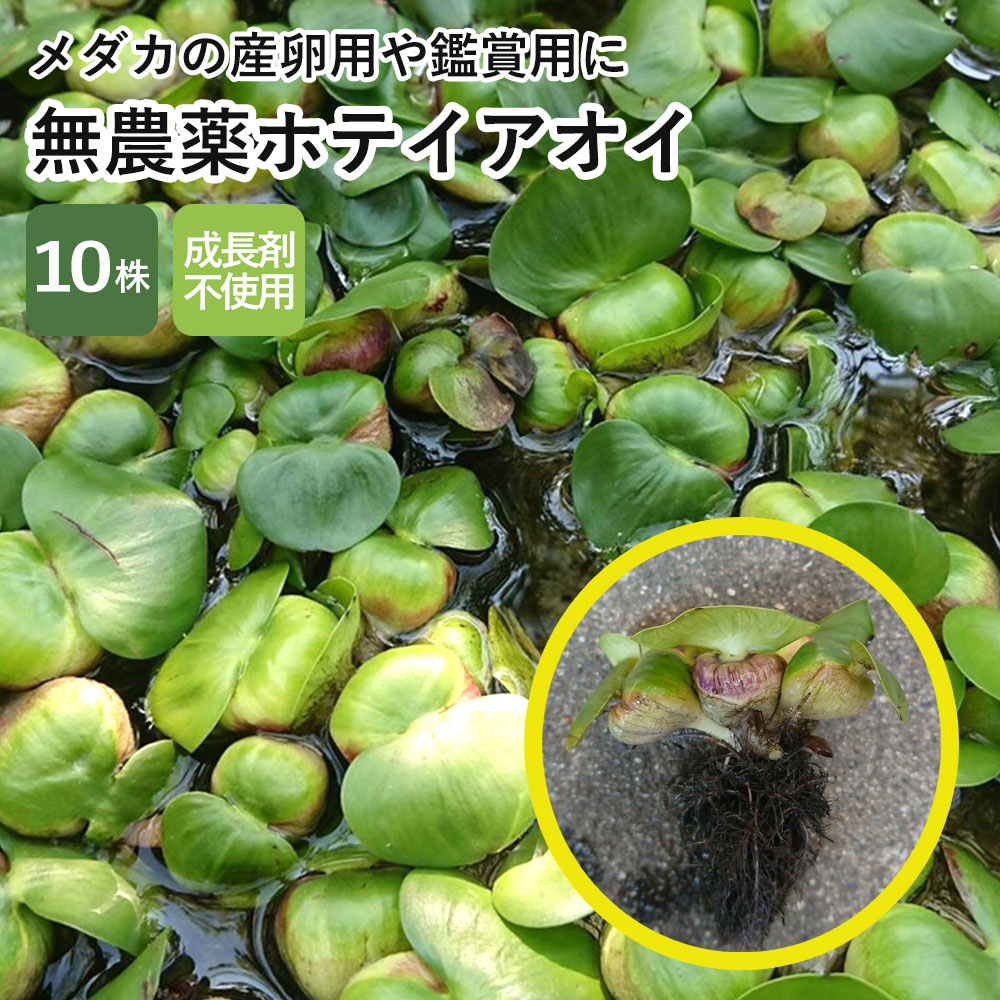 【５０株】　ホテイアオイ　完全無肥料栽培 ／めだか 金魚の産卵に ホテイ草　ほてい草　浮草 グッピー　らんちゅう 布袋草　大量 ホテイアオイ 10株 完全無肥料栽培 めだか 金魚等の産卵に ホテイ草