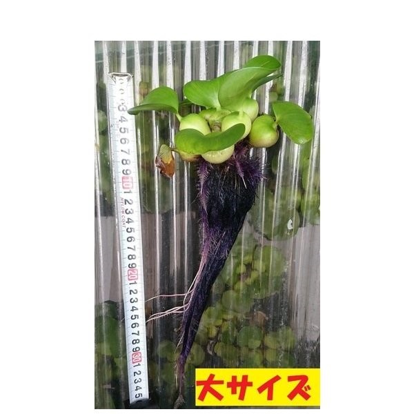 楽天市場】無農薬 ホテイアオイ 10株セット 浮草 ホテイ草 ホテ