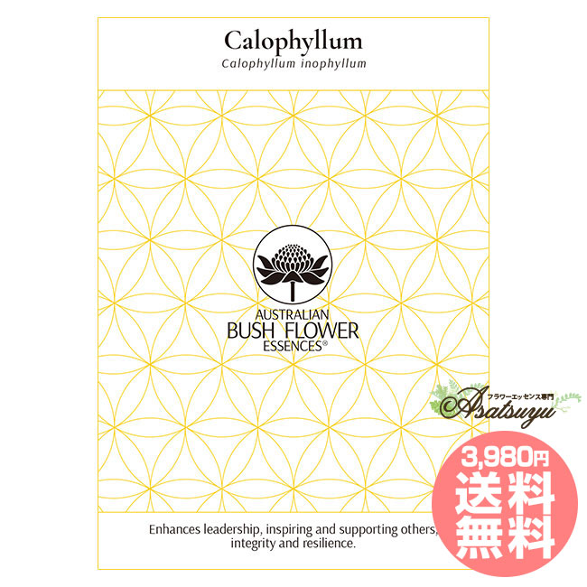 楽天市場】【お買い物マラソン最大 2222 円クーポン配布中】フラワー