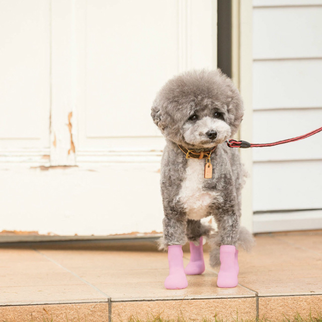 楽天市場 パウテクト Pawtect 犬 ブーツ 犬 長靴 犬用 靴 犬用靴下 犬用ソックス 肉球 保護 ドッグシューズ レインシューズ 怪我 足舐め プードル専門店アッシュブロンド