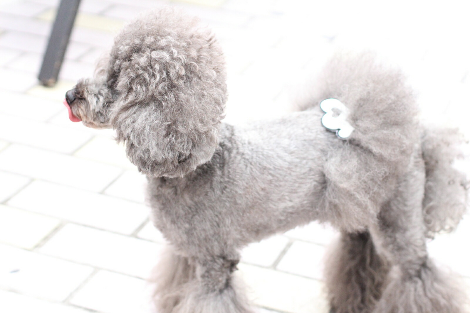 楽天市場 パッチン ボディ アクセ ワッペン Pachin Body Accessories 犬アクセサリー 犬用リボン プードル専門店アッシュブロンド