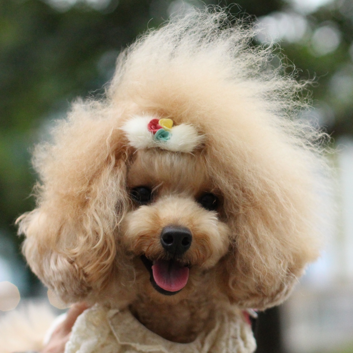楽天市場 Roselle Pinkaholic 犬リボンバレッタ 犬用リボン 犬用アクセサリー プードル専門店アッシュブロンド