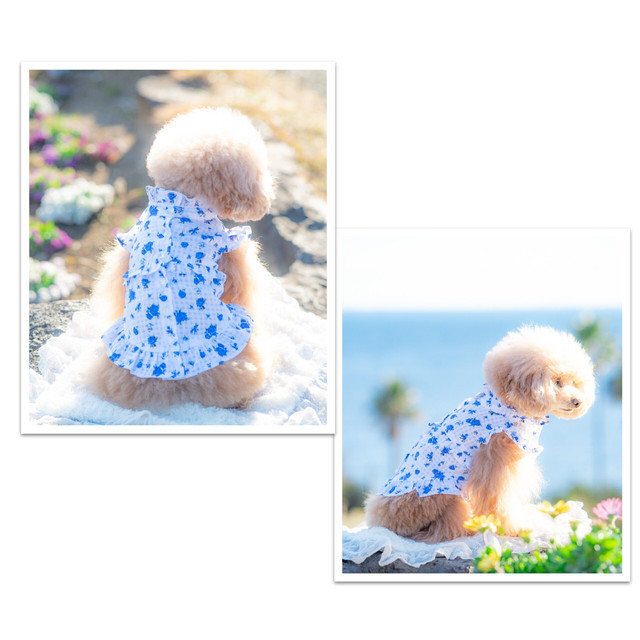 Kalina カリーナ バラプリントレース切り替えワンピース 犬 ワンピース セレブ ワンピース 可愛い犬服 トイプードル 服 Cdm Co Mz