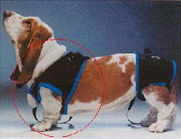 ウォークアバウトハーネス 前部 MLサイズ アッシュ 服の上から 老犬 ハーネス 高齢犬 シニア