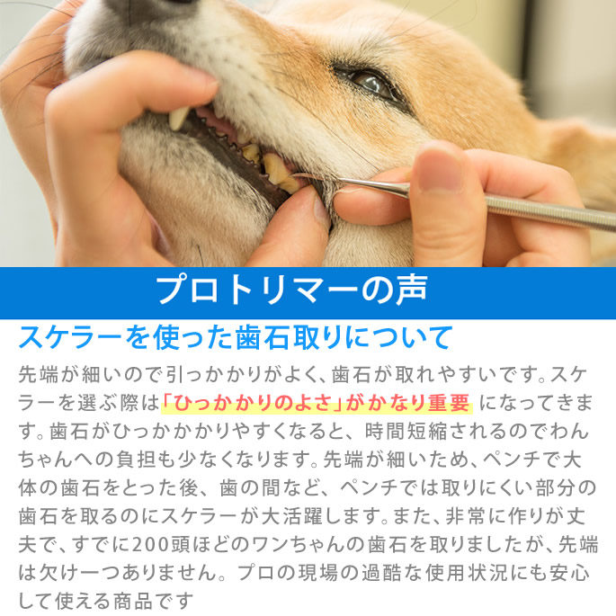 バーゲンセール 愛犬 猫 用スケラー 先細平型セット 犬 歯磨き デンタルケア 歯石取り 歯垢や歯石除去 送料無料 犬の歯磨き 犬用 歯石 除去 スケーラー 歯石とり デンタル 歯みがき 犬用品 猫用品 猫用 ドッグ キャット Whitesforracialequity Org