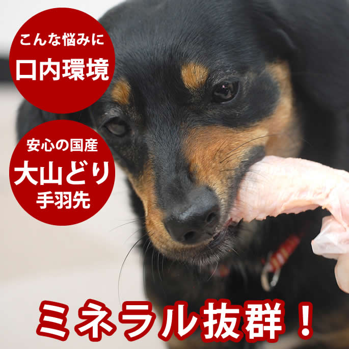 楽天市場 国産 大山どり手羽さき ５本入り 手羽先 犬 手作り食 歯磨き はみがき 犬用 酵素 ドッグフード 生食デンタルケア 生肉 歯みがき 冷凍 無添加 犬の 犬のフード生肉 鶏肉 犬生肉 A0032 高齢犬 シニア 帝塚山ハウンドカム 楽天市場店