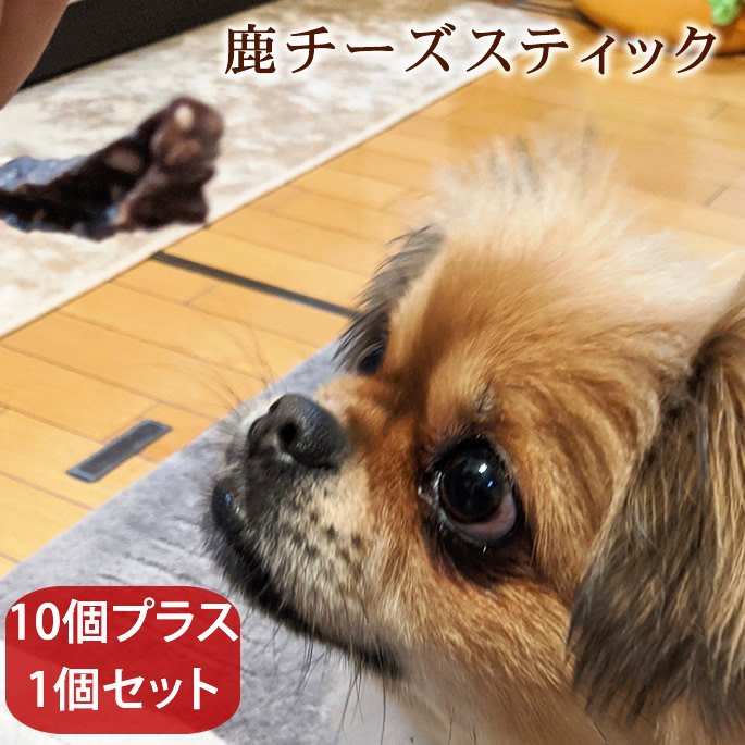 愛犬用おやつ 食べないはずない 鹿チーズスティック 10個プラス1個セット 新鮮減塩チーズをそのまま低温乾燥 犬 チーズ 野党側は安倍氏の国会への参考人招致を求め Diasaonline Com