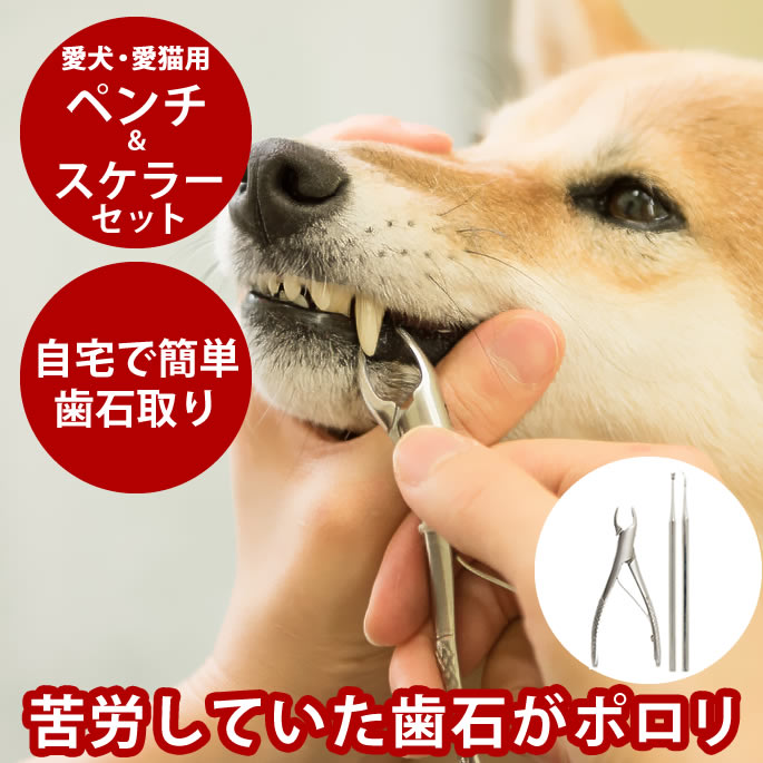 楽天市場】帝塚山ハウンドカム 歯石取りペンチ 犬用 猫用 ステンレス