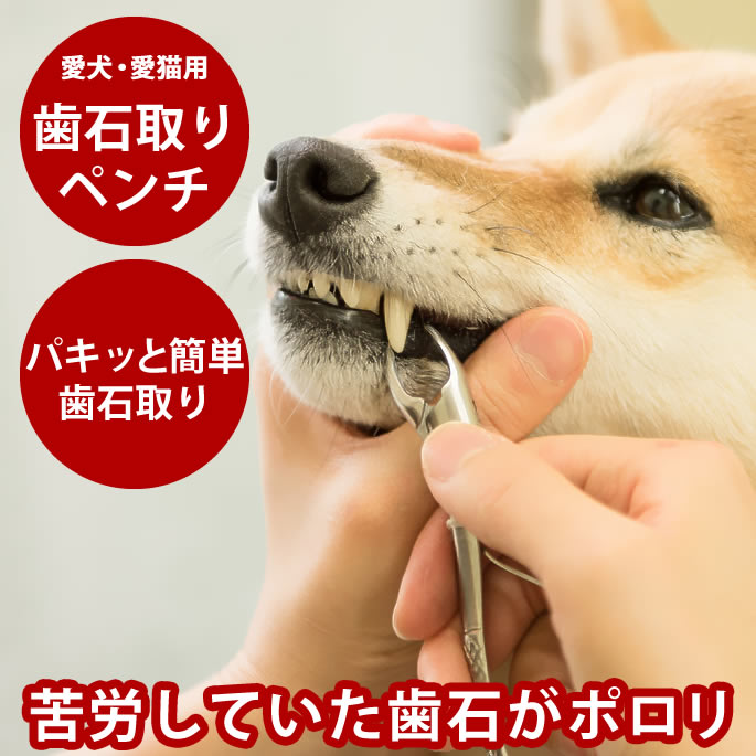 楽天市場】帝塚山ハウンドカム 歯石取りペンチ 犬用 猫用 ステンレス