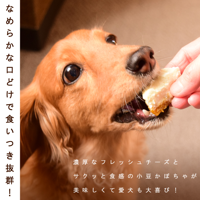 犬用 食堂の手作りレアチーズケーキ 無添加 国産 犬用ケーキ 犬 スイーツ 5個入り 砂糖不使用 ハウンドカム食堂 おやつ 冷凍