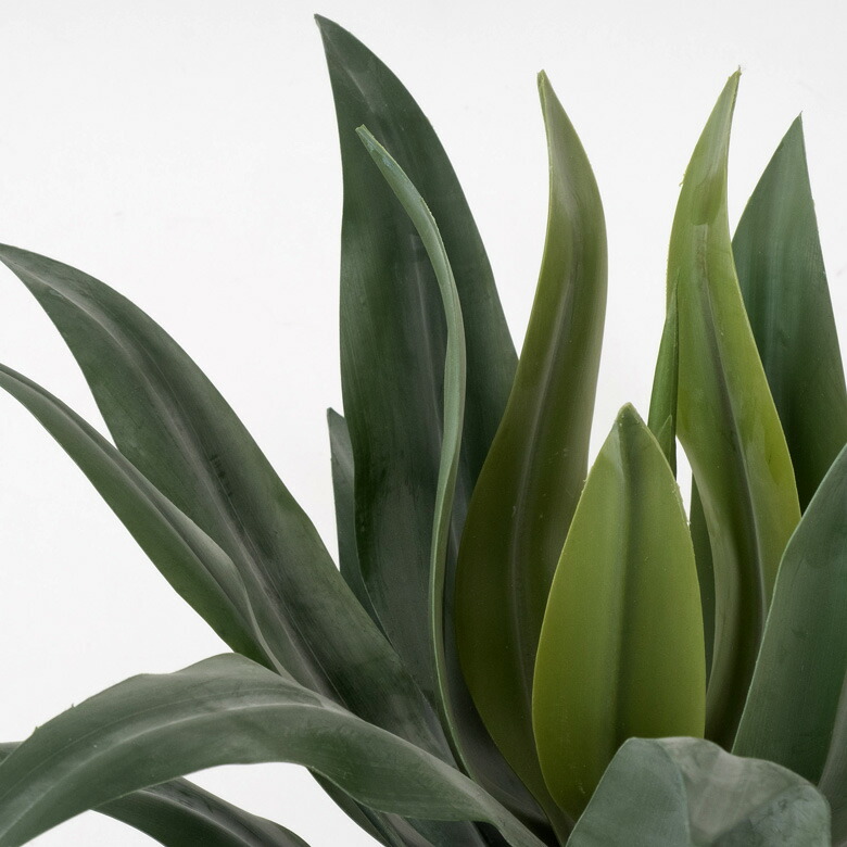 エキゾチックプランツ 高さ約50cm 人工観葉植物 アーティフィシャルグリーン アートプランツ 南国 寝室 フェイクグリーン フェイクプランツ アガペ 観葉植物 グリーン 高さ約50cm アートプランツ 多肉植物 リュウゼツラン インテリアグリーン お手入れ不要 エキゾチックプランツ 高さ約50cm 人工観葉植物 アーティフィシャルグリーン アートプランツ 南国 寝室 フェイクグリーン フェイクプランツ アガペ 観葉植物 グリーン 高さ約50cm アートプランツ 多肉植物 リュウゼツラン インテリアグリーン お手入れ不要