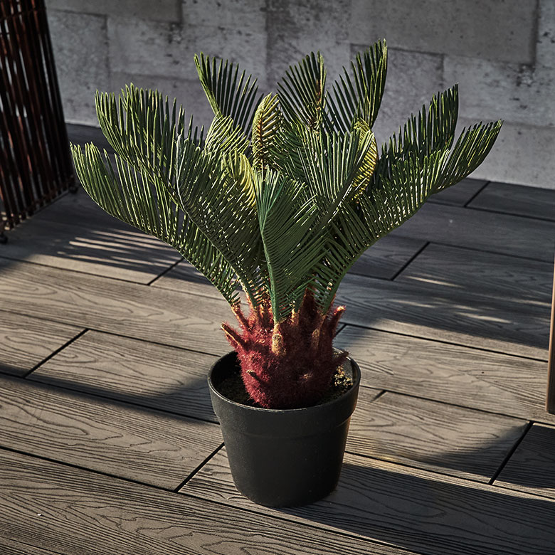 【タニタニ】【現品】金冠蘇鉄/キンカンソテツ　班入り　8号　緑角鉢　（1） 2 ソテツ 蘇鉄 8号鉢 現品】金冠蘇鉄/キンカンソテツ 班入り 8号 緑角