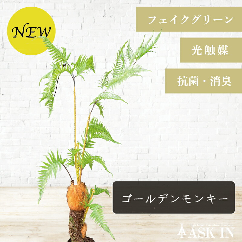 【現品】金毛狗（キンモウコウ）　3号　白角鉢　（2） 0000000156182_MWzMA5E.jpg