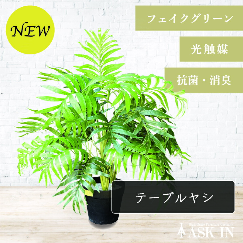 テーブル椰子5年もの 楽天市場】観葉植物 テーブルヤシ S 5号鉢 植物 インテリア 室内