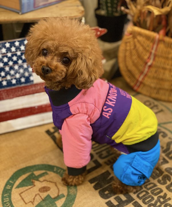 楽天市場】【期間限定P5倍】as know as N撥水スノーPlayPT 犬