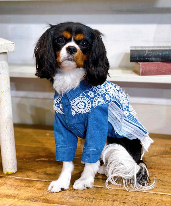 楽天市場】as know as Nチェックに花咲くSH 犬 犬服 シャツ ドッグ