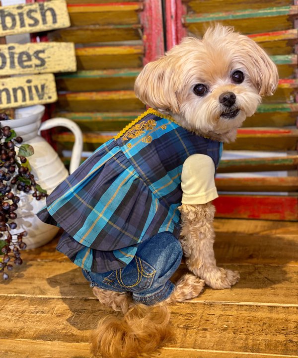 楽天市場】as know as バリスタ☆CHKOP 犬 ワンピース 楽天市場】as know as バリスタ☆CHKOP 犬 ワンピース