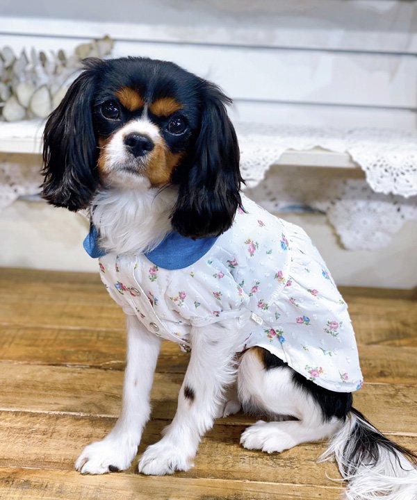 as know as シフォン花柄OP 犬 ワンピース シフォン 花柄 ワンピース かわいい おしゃれ ドッグウェア 犬服 上品 デワン