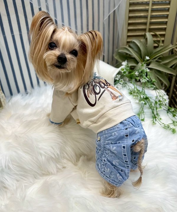 一ちゃんとお一揃え品目
