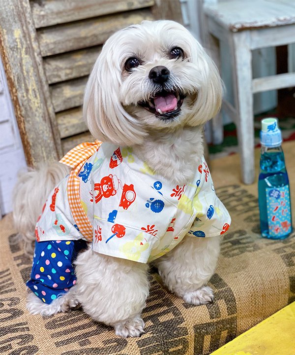 as know as ＨＡＰＰＹハッピ 犬 ハッピ カラフル ｔａｍａｋｏ 犬服 ドッグウェア デワン