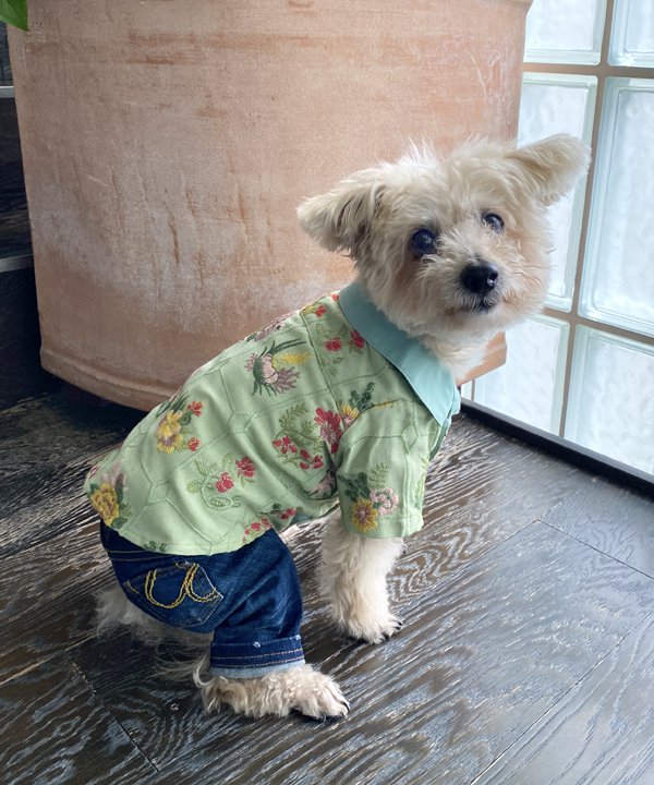 楽天市場】as know as Nチェックに花咲くSH 犬 犬服 シャツ ドッグ