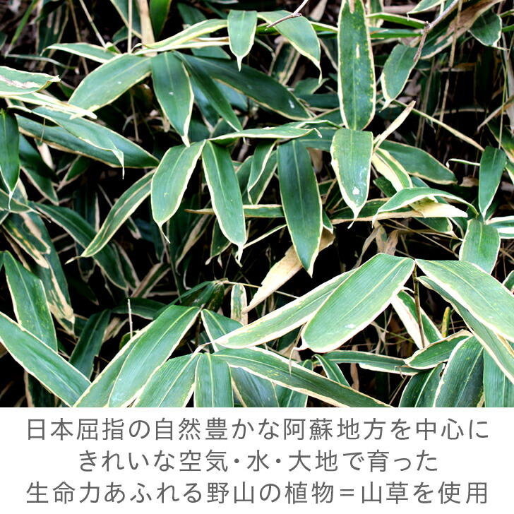 楽天市場 阿蘇薬草園 くまざさパウダー 50g 粉末 九州産 阿蘇山草茶store 楽天市場 阿蘇薬草園 くまざさパウダー 50g 粉末 九州産 阿蘇山草茶store
