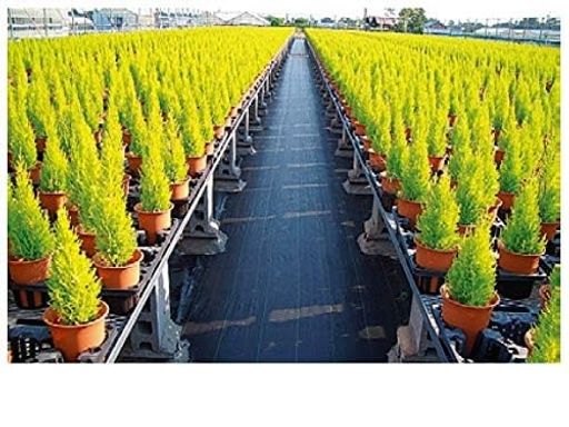 小泉製麻株式会社稼穡用防草シートルンルンシート黒x黒幅50cmx長さ100m・渦巻き品
