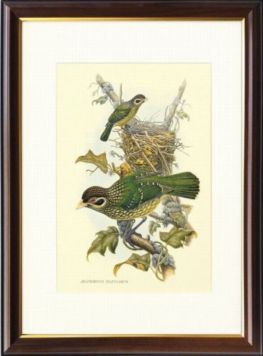 【絵画】ジョン・グールド『Aelurcedus Maculosus』複製画■新品★