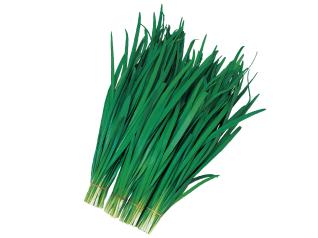 茶吉さんの専用ニラ苗 50本 家庭菜園 茶吉さんの専用ニラ苗 50本 家庭菜園