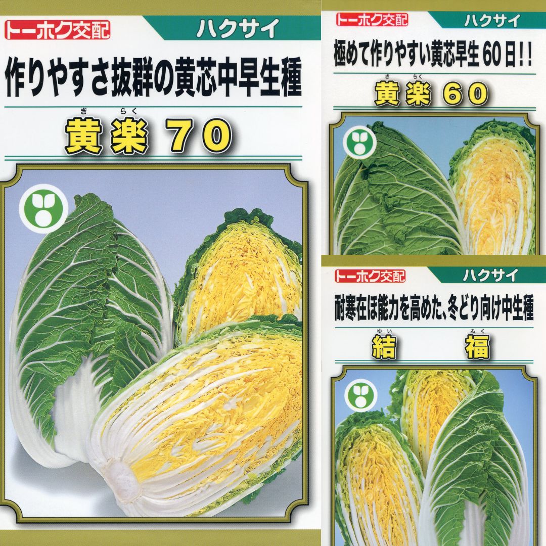 モリ　ハクサイの種　品種結福　訳あり品　11缶 楽天市場】白菜 種 黄楽60 トーホク ハクサイ おいしい 種類