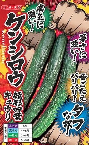 有機キュウリ　鮮緑キュウリ　有機栽培　有機種子　自然栽培　キュウリ　抜き苗　2つ 有機キュウリ 鮮緑キュウリ 有機栽培 有機種子 自然栽培 キュウリ 抜き
